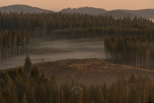 A Picture Is Worth A Thousand Words