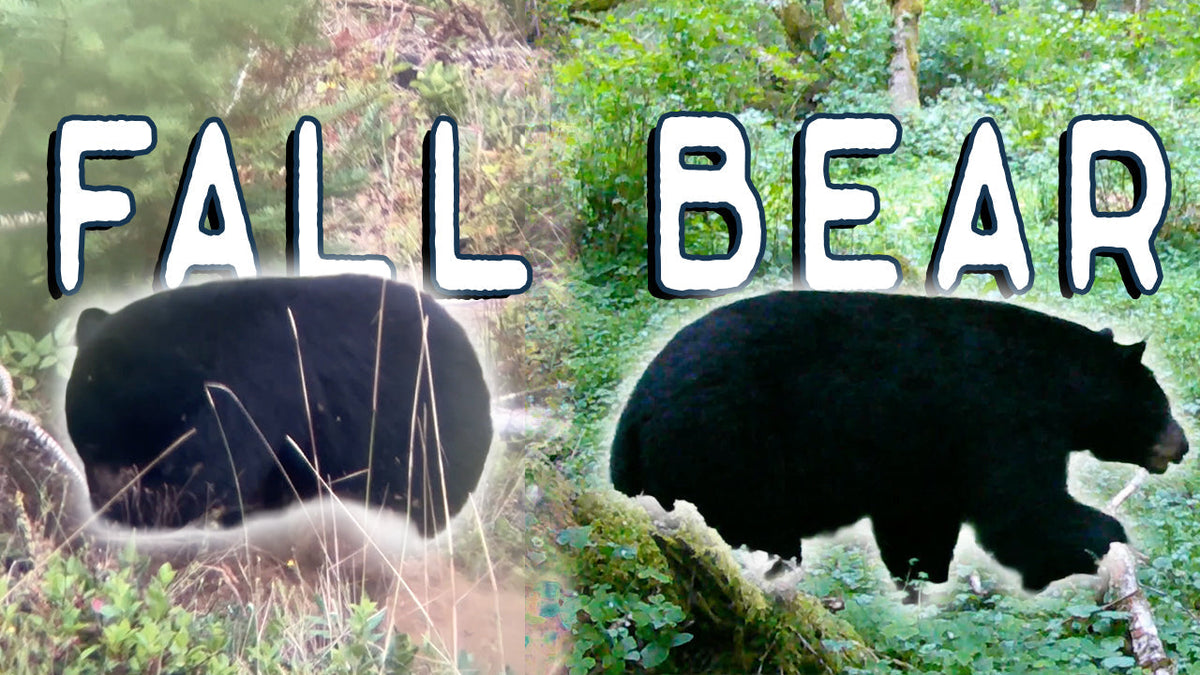 An Oregon Fall Bear Hunt
