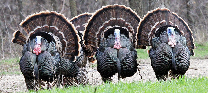 Camofire - Spring Turkey Deals (TODAY!)