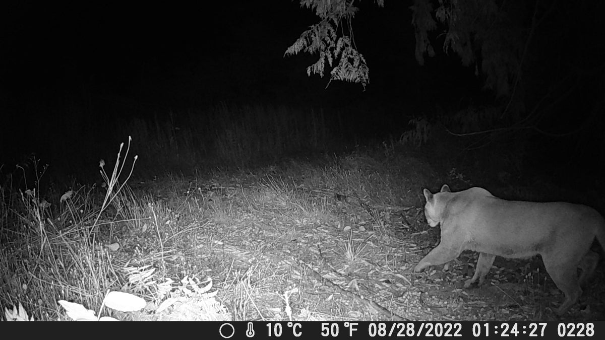 Cougar on the Farm