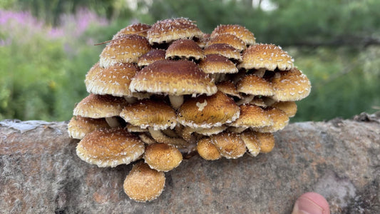 Log-grown Chestnut